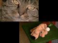 Luxury licensed boarding cattery situated in the picturesque county of Surrey. Find out more at http://www.scoot.co.uk/CDRT131
