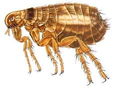 Service Call for Fleas