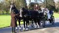 Horse and carriage hire available all year round for weddings,proms etc licenced hackney carriage for tours of bath,over 30 years experience supplying horses and carriages to the public.