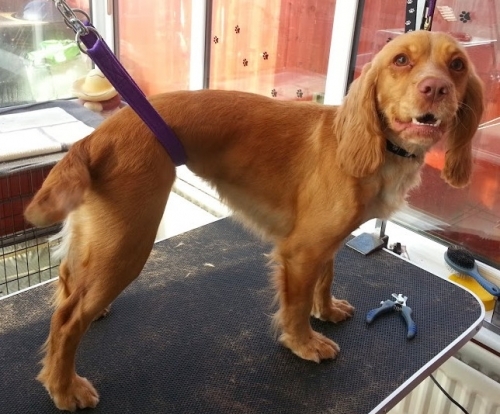 Mobile Pet Grooming Weston