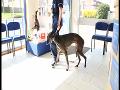 http   www touchlocal com business list bid 7014428 Located in Gillingham  Medway Park Veterinary Centre consists of a friendly  care taking staff that makes sure at any time that your pet is in the best hands imaginable