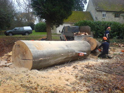 Making a bench out of a felled Beech tree