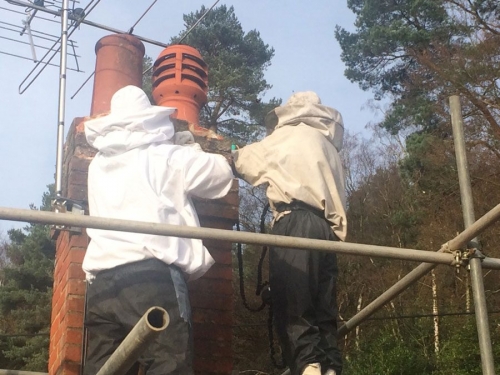 Honey Bee and Comb Removal from Chimneys