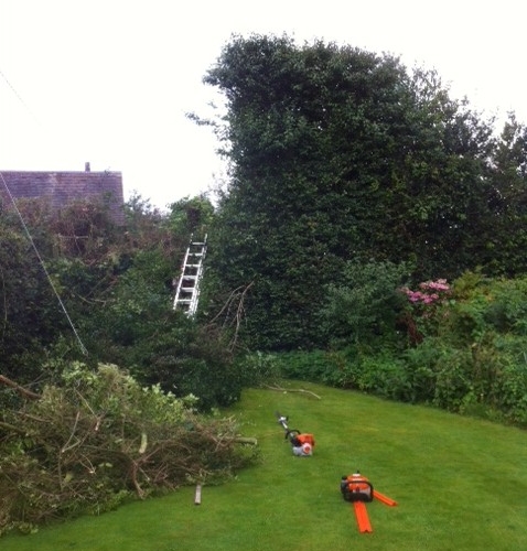 Hedge cutting ongoing