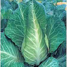 Cabbage Plants