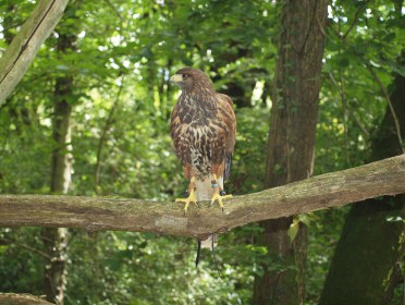 Main photo for New World Falconry