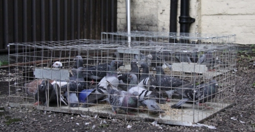 Hawk Flying/Trapping pigeon flock reduction.