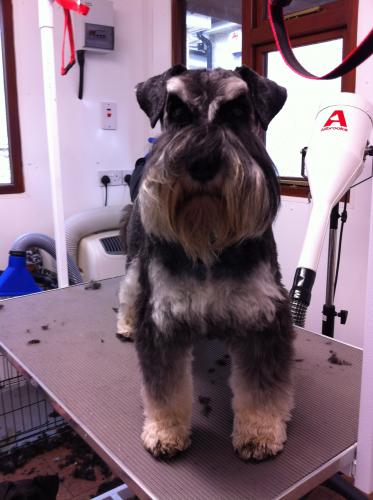 Angela's Pampered Pooches, Dog Clipping And Grooming In Solihull