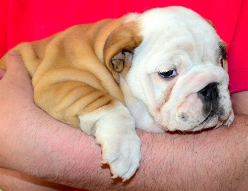 English Bulldog puppy for sale now.