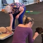 Dog Training Class