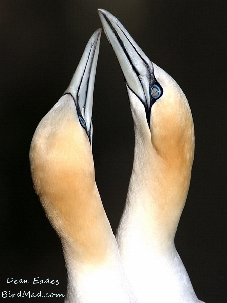 Gannets 