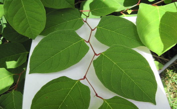 Japanese Knotweed Removal Services