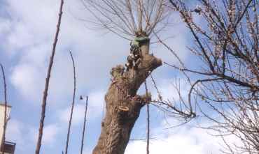 Tree Felling