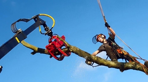 professional tree care devon