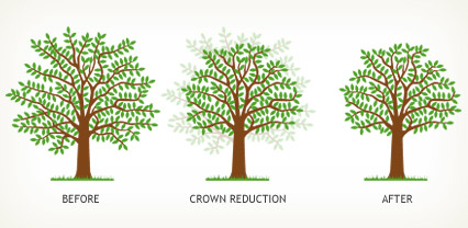 Crown Reduction