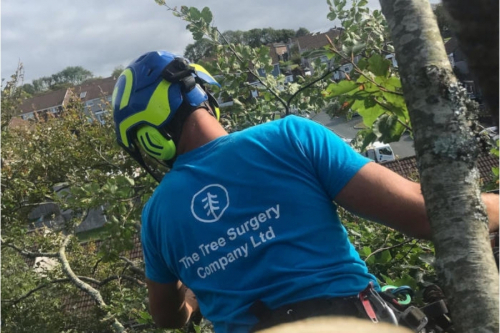The Tree Surgery Company Ltd - Domestic & Commercial Tree Surgery in Plymouth