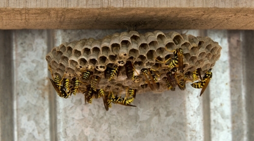 Wasp nest control Dorset and Hampshire