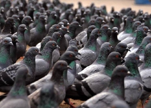Large Flock Of Pigeons Await New Staue