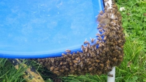 Bees Resting on a Chair in a School.